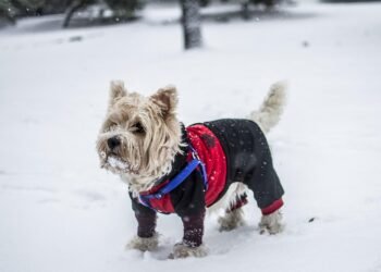 Cozy Canines: Stylish Sweaters for Small Dogs
