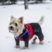 Cozy Canines: Stylish Sweaters for Small Dogs