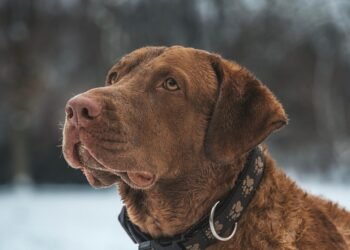 Stay On Track: The Ultimate Guide to Dog Boots That Won’t Quit