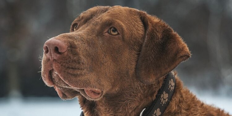 Stay On Track: The Ultimate Guide to Dog Boots That Won’t Quit