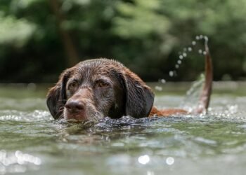 Paws and Relax: Unleashing the Best Dog-Friendly Hotels Near You