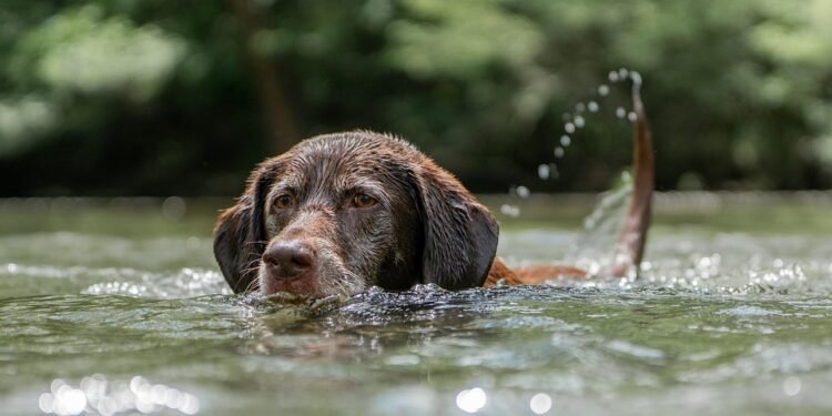 Paws and Relax: Unleashing the Best Dog-Friendly Hotels Near You