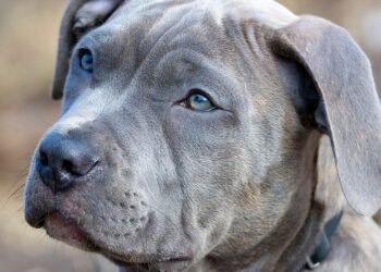 Paw-some Paws: The Ultimate Guide to Dog Socks for Happy, Healthy Paws