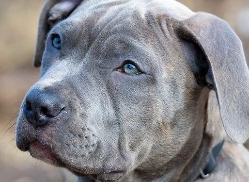 Paw-some Paws: The Ultimate Guide to Dog Socks for Happy, Healthy Paws