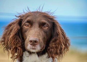 Top Picks: The Best Dog Shoes for Paws That Play