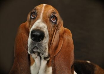 Pawsitively Perfect: Discovering the Best Dog-Friendly Parks in Your Area