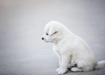 Step Up Your Dog’s Style: The Ultimate Guide to Dog Boots That Stay On!