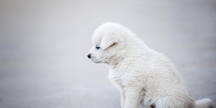 Step Up Your Dog’s Style: The Ultimate Guide to Dog Boots That Stay On!