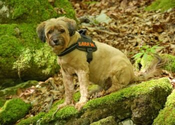 Paw Protection: The Ultimate Guide to Choosing the Best Dog Boots for Your Furry Friend