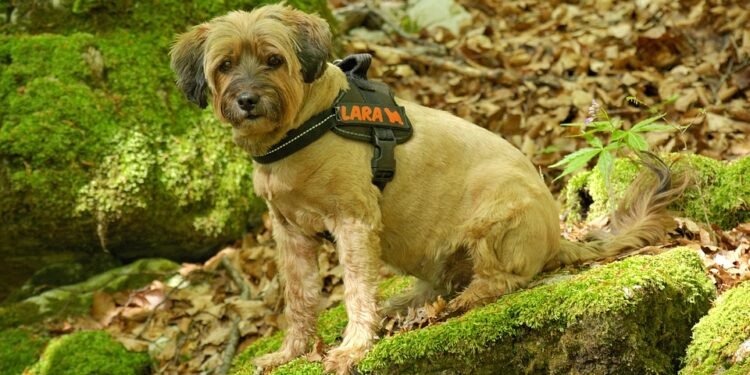 Paw Protection: The Ultimate Guide to Choosing the Best Dog Boots for Your Furry Friend