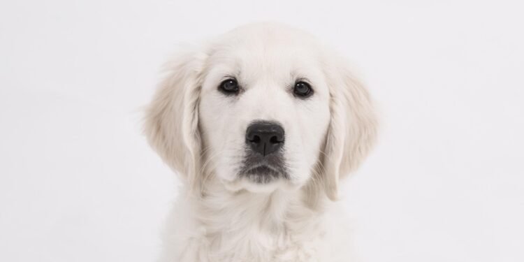 Paws and Paths: Discovering the Best Dog-Walking Spots Near Me