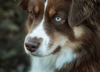 Pawsitively Stylish: The Ultimate Guide to Custom Dog Collars