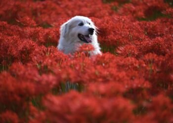 Paw-some Protection: The Best Dog Shoes for Every Adventure