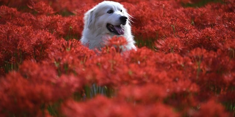 Paw-some Protection: The Best Dog Shoes for Every Adventure