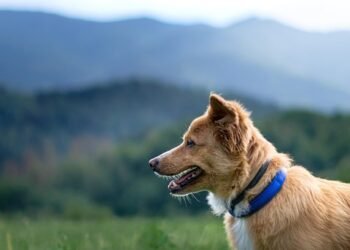 Paw-some Protection: The Best Dog Shoes for Active Pups