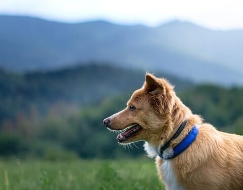 Paw-some Protection: The Best Dog Shoes for Active Pups