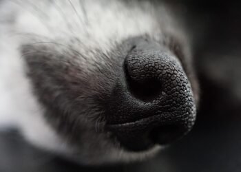 Paw-some Pups: The Ultimate Guide to Stylish and Functional Dog Socks