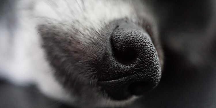 Paw-some Pups: The Ultimate Guide to Stylish and Functional Dog Socks