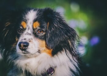 Paws and Relax: Discovering the Best Dog-Friendly Hotels Near You