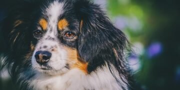 Paws and Relax: Discovering the Best Dog-Friendly Hotels Near You