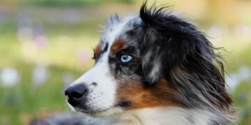 Pawsitively Perfect: The Top Dog-Friendly Hotels for Your Furry Friend