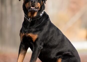 Ultimate Control: The Tactical Dog Collar with Personalized Name Plate