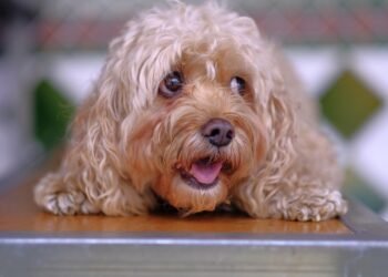 Paws and Play: Exploring the Best Dog-Friendly Beaches for Your Furry Friend