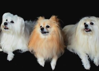 Paws and Play: Unleashing the Fun at Our Dog-Friendly Park!