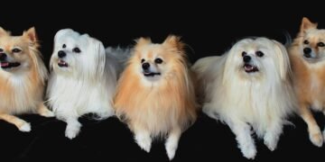 Paws and Play: Unleashing the Fun at Our Dog-Friendly Park!