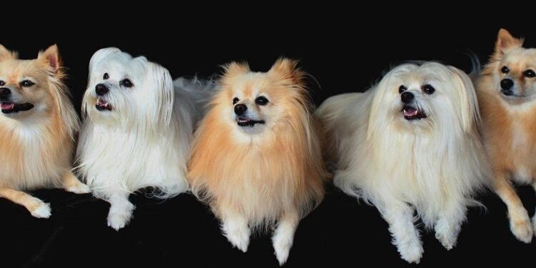 Paws and Play: Unleashing the Fun at Our Dog-Friendly Park!