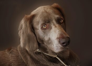 Unleash the Fun: Discover the Best Local Spots for Walking Your Pup