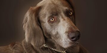 Unleash the Fun: Discover the Best Local Spots for Walking Your Pup