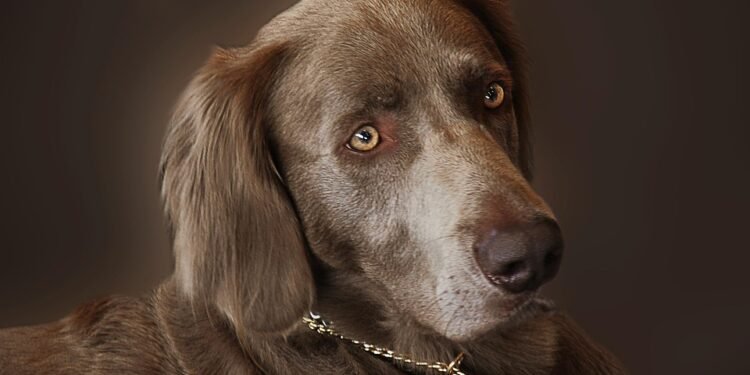 Unleash the Fun: Discover the Best Local Spots for Walking Your Pup