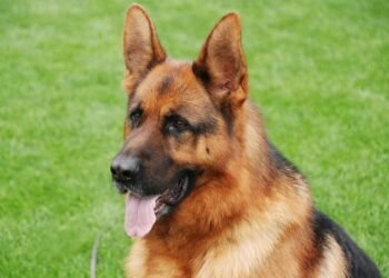 Unleash Your Dog’s Style: The Power of Metal Dog Collars