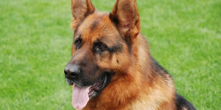 Unleash Your Dog’s Style: The Power of Metal Dog Collars