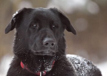 Pamper Your Pooch: The Ultimate Guide to Personalized Dog Collars