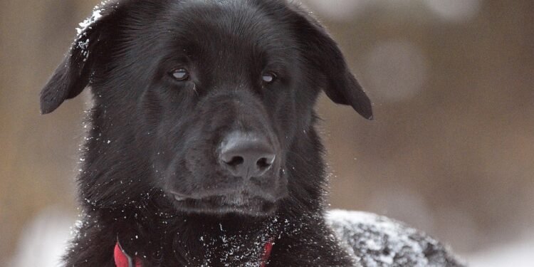 Pamper Your Pooch: The Ultimate Guide to Personalized Dog Collars