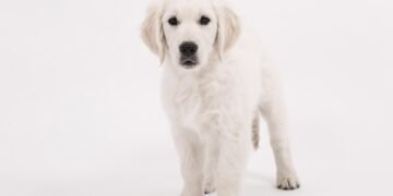 Pawsitively Delicious: The Ultimate Guide to Dog-Friendly Restaurants