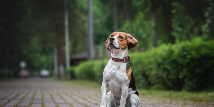 Pawsitively Adorable: The Cutest Dog Collars for Your Furry Friend