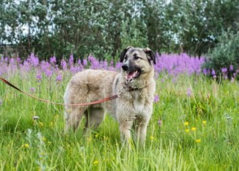 Pamper Your Pooch: Stylish Designer Dog Collars for the Fashionable Furry Friend