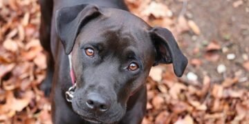 Pawsitively Perfect: Discovering the Best Dog-Friendly Resorts Near You