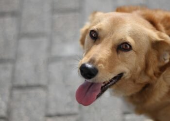 Paws and Relax: The Ultimate Guide to Dog-Friendly Hotels for Your Furry Friend