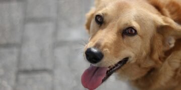 Paws and Relax: The Ultimate Guide to Dog-Friendly Hotels for Your Furry Friend