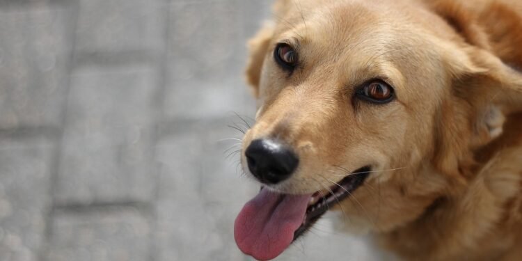 Paws and Relax: The Ultimate Guide to Dog-Friendly Hotels for Your Furry Friend