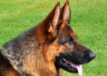 Personalized Pup: The Ultimate Guide to Custom Dog Collars with Name Embroidery