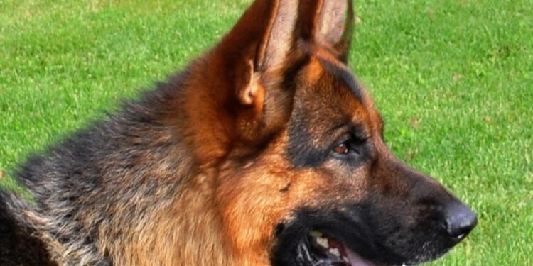 Personalized Pup: The Ultimate Guide to Custom Dog Collars with Name Embroidery