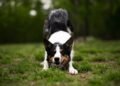 Paws and Play: The Ultimate Guide to Dog-Friendly Parks
