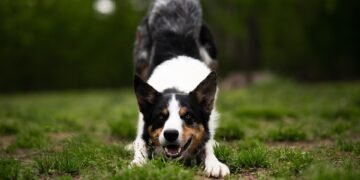 Paws and Play: The Ultimate Guide to Dog-Friendly Parks