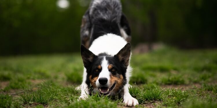 Paws and Play: The Ultimate Guide to Dog-Friendly Parks