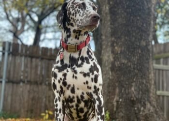 Unleash Style: The Ultimate Guide to Leather Dog Collars